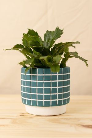 Vaso Grid Petróleo M