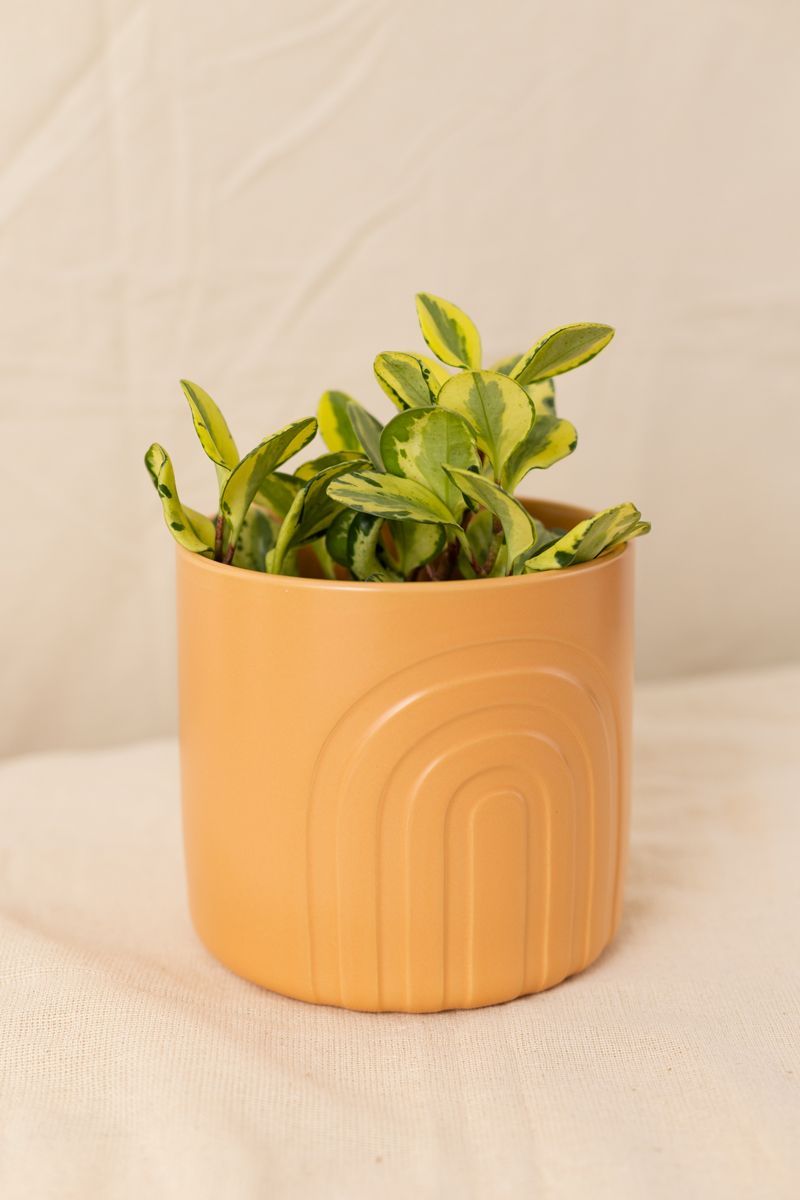 Vaso-Arcos-Ocre-P