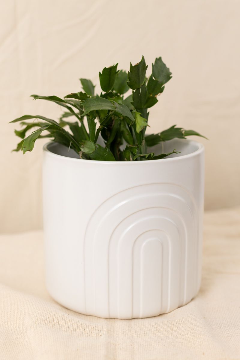 Vaso-Arcos-Off-White-G
