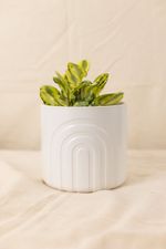 Vaso-Arcos-Off-White-P