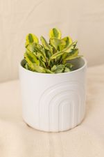 Vaso-Arcos-Off-White-P