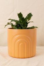 Vaso-Arcos-Ocre-G