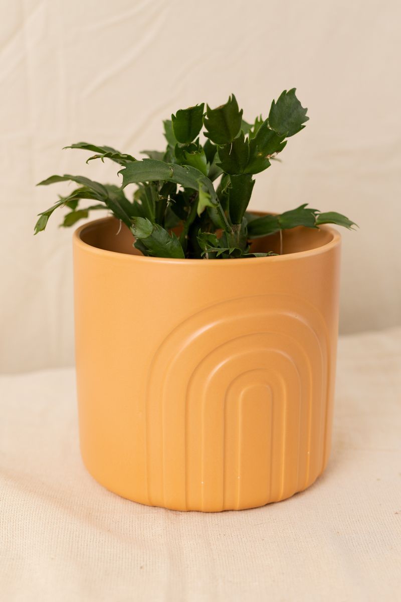 Vaso-Arcos-Ocre-G