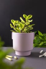 Vaso-Fosco-Lilas-M