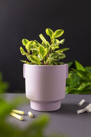 Vaso Fosco Lilás M