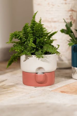 Vaso Autoirrigavel Em Ceramica Terracot
